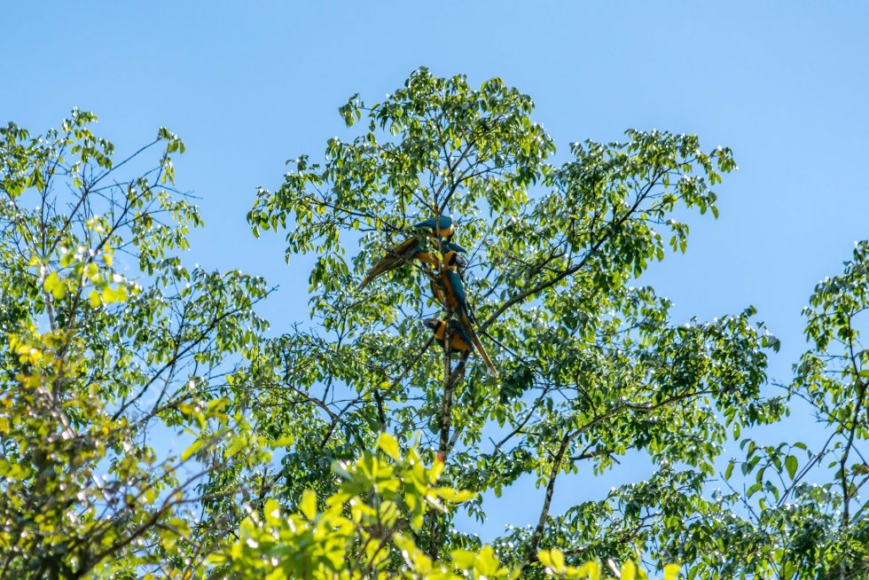 Cuyabeno Amazon Jungle Lodge | Green Forest Ecolodge | Cuyabeno Tours